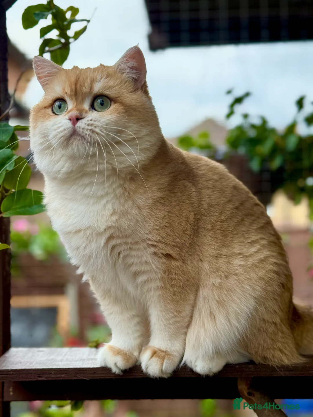 British Shorthair cats for stud: BSH NY12 STUD GCCF and TICA registered  in Ipswich - Advert 2