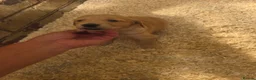 Golden Retriever dogs for sale: Kc registered dark red pups - Advert 16