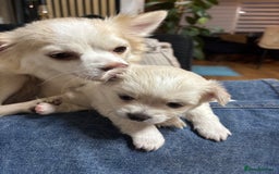 Chihuahua dogs for sale: Stunning Teddy Bear Chihuahua Girls - Image 7