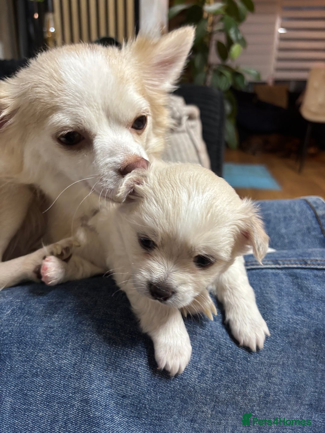 Chihuahua dogs for sale: Stunning Teddy Bear Chihuahua Girls - Image 7