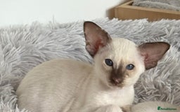 Siamese cats for sale: Siamese kitten - Image 1