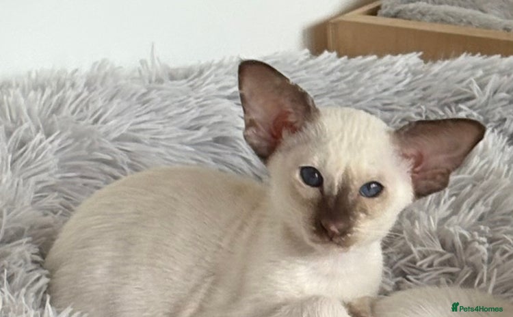 Siamese cats - Advert 2
