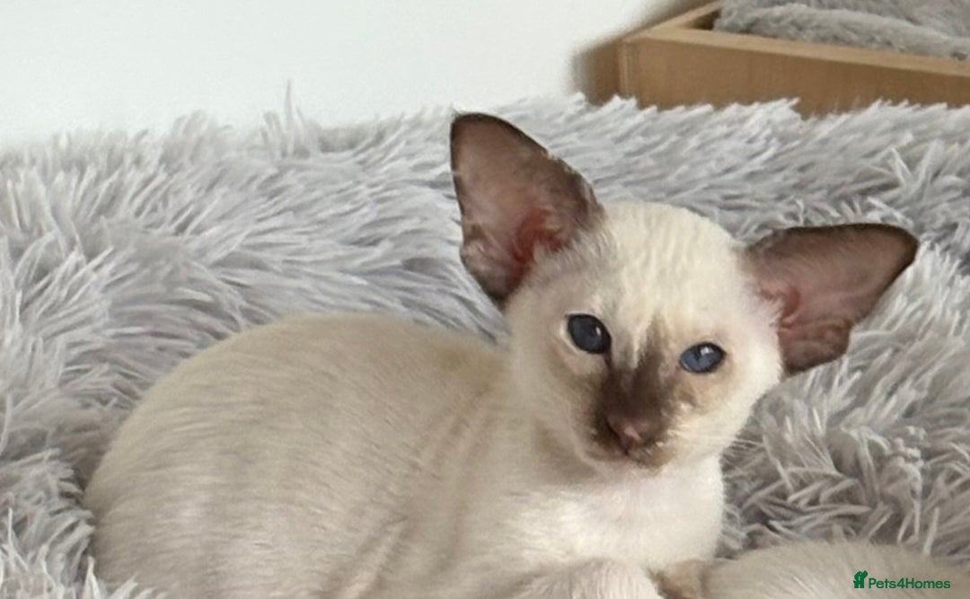 Siamese cats for sale: Siamese kitten - Image 1