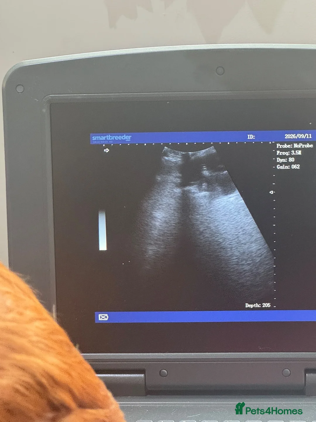 Cavapoo dogs for sale: Waiting list now open - Advert 6