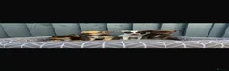 Chihuahua dogs for sale: Chihuahua  in West Molesey - Advert 3