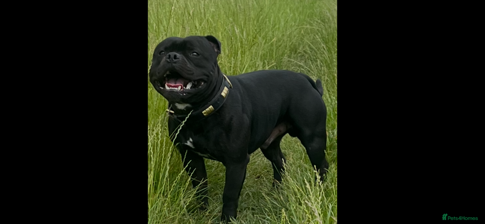 Staffordshire Bull Terrier dogs  stud carrying blue pedigree full of champions  - Advert 14