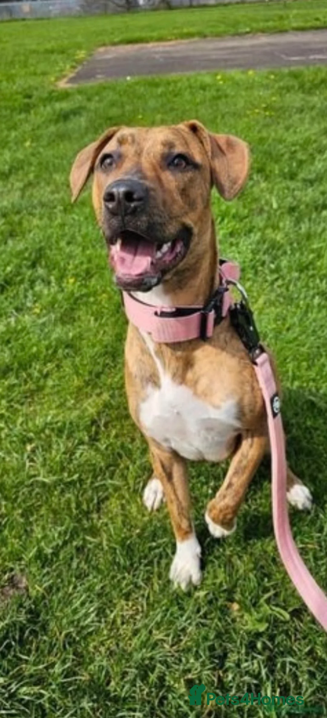 Mixed Breed dogs for sale: The lovely Nala  - Advert 2