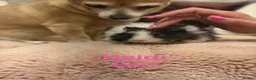 Guinea Pig rodents for sale: Gorgeous piggies for sale - Advert 7