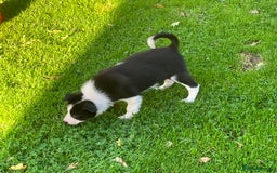 Border Collie dogs for sale: Border Collie puppies for sale  - Image 4