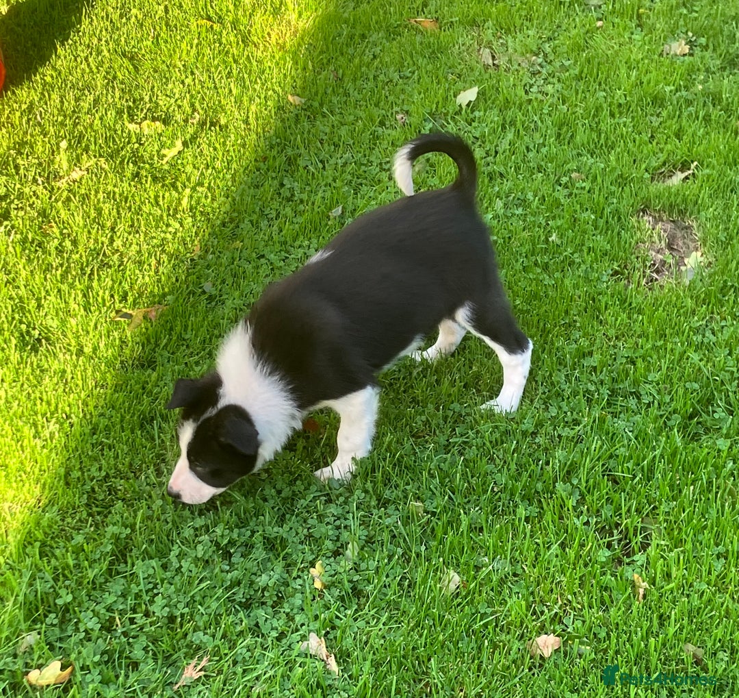 Border Collie dogs for sale: Border Collie puppies for sale  - Image 4