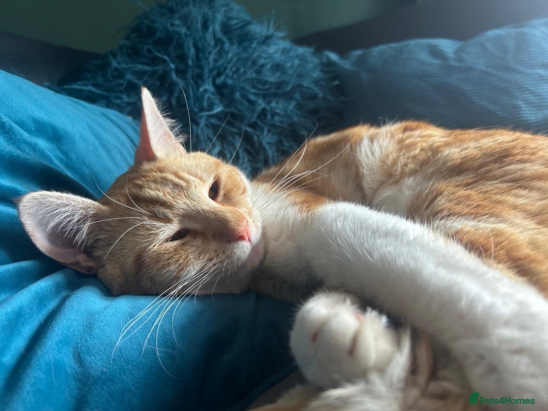 Mixed Breed cats for sale: 3 males need urgent forever homes  - Image 7