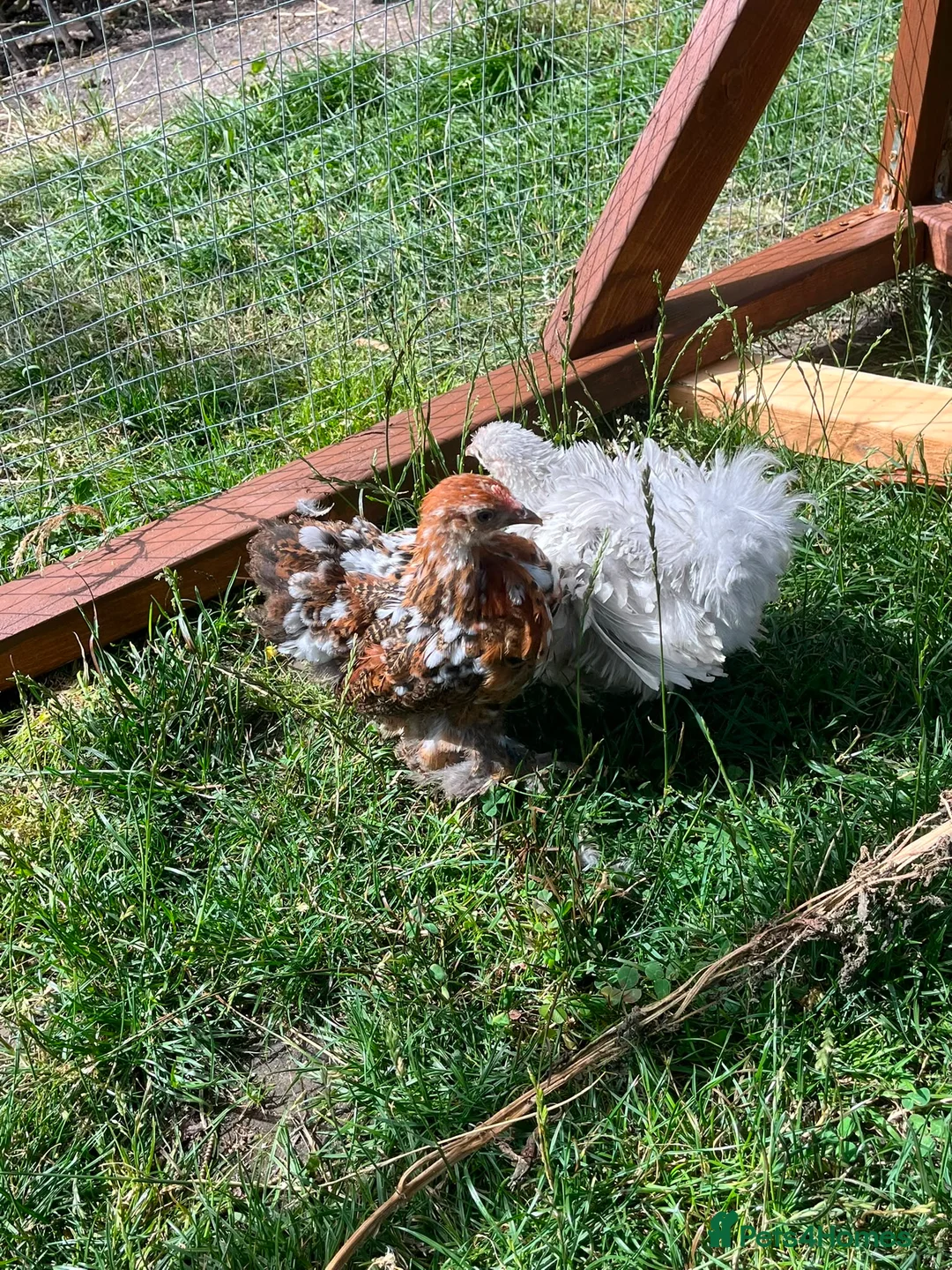 Chickens poultry for sale: Frizzle - pekin bantam pullets - Advert 8