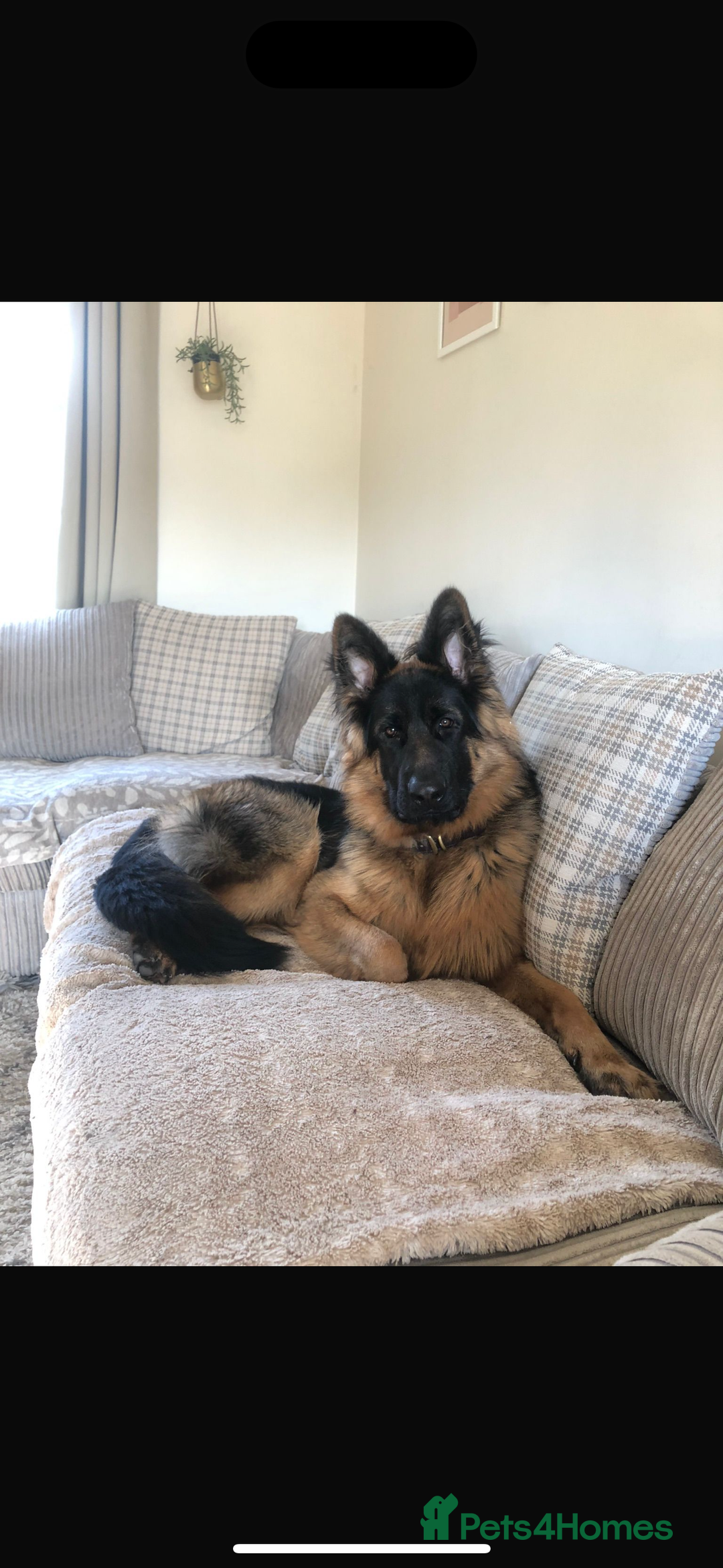 German Shepherd dogs for sale: German Shepherd for sale: Rocco - Advert 4