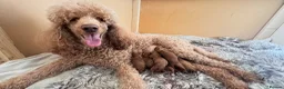 Standard Poodle dogs for sale: KC Standard poodle puppies - RED in Bath - Advert 8