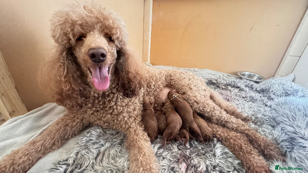 Standard Poodle dogs for sale: KC Standard poodle puppies - RED in Bath - Advert 8