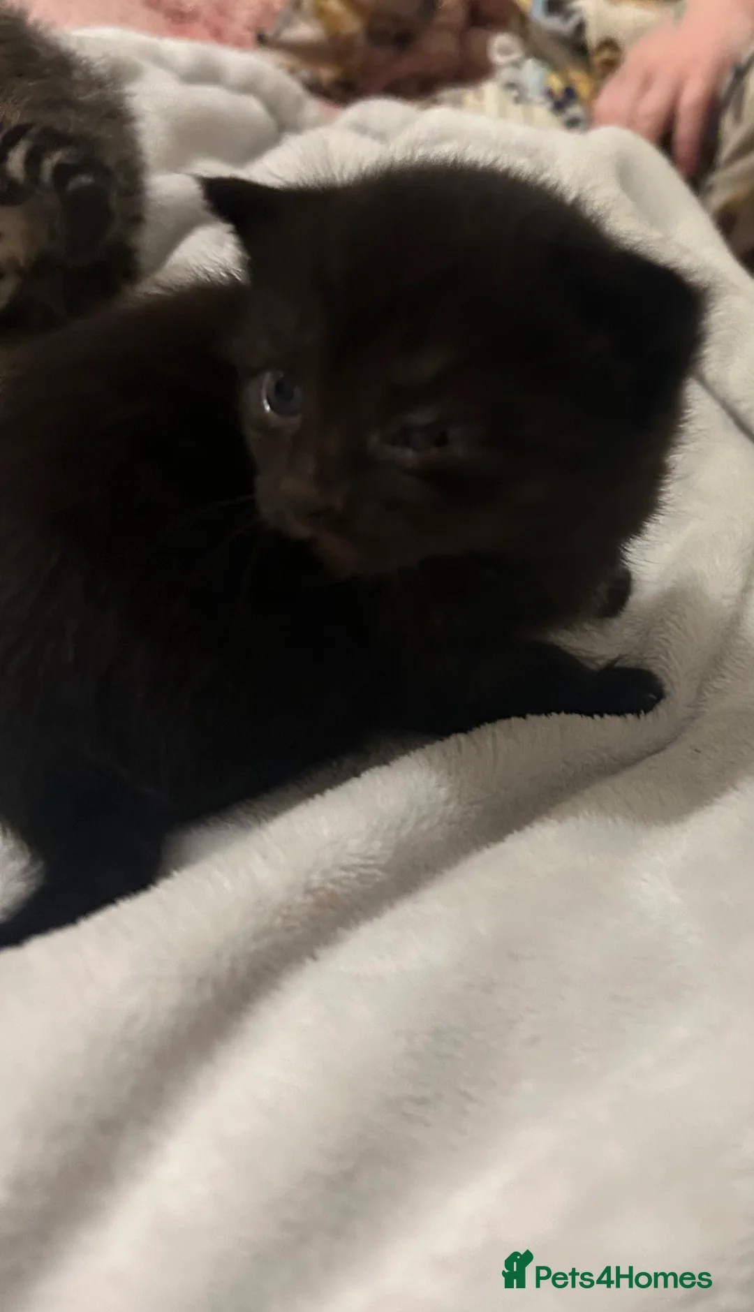 Domestic Shorthair cats for sale: Gorgeous Kittens  - Advert 4