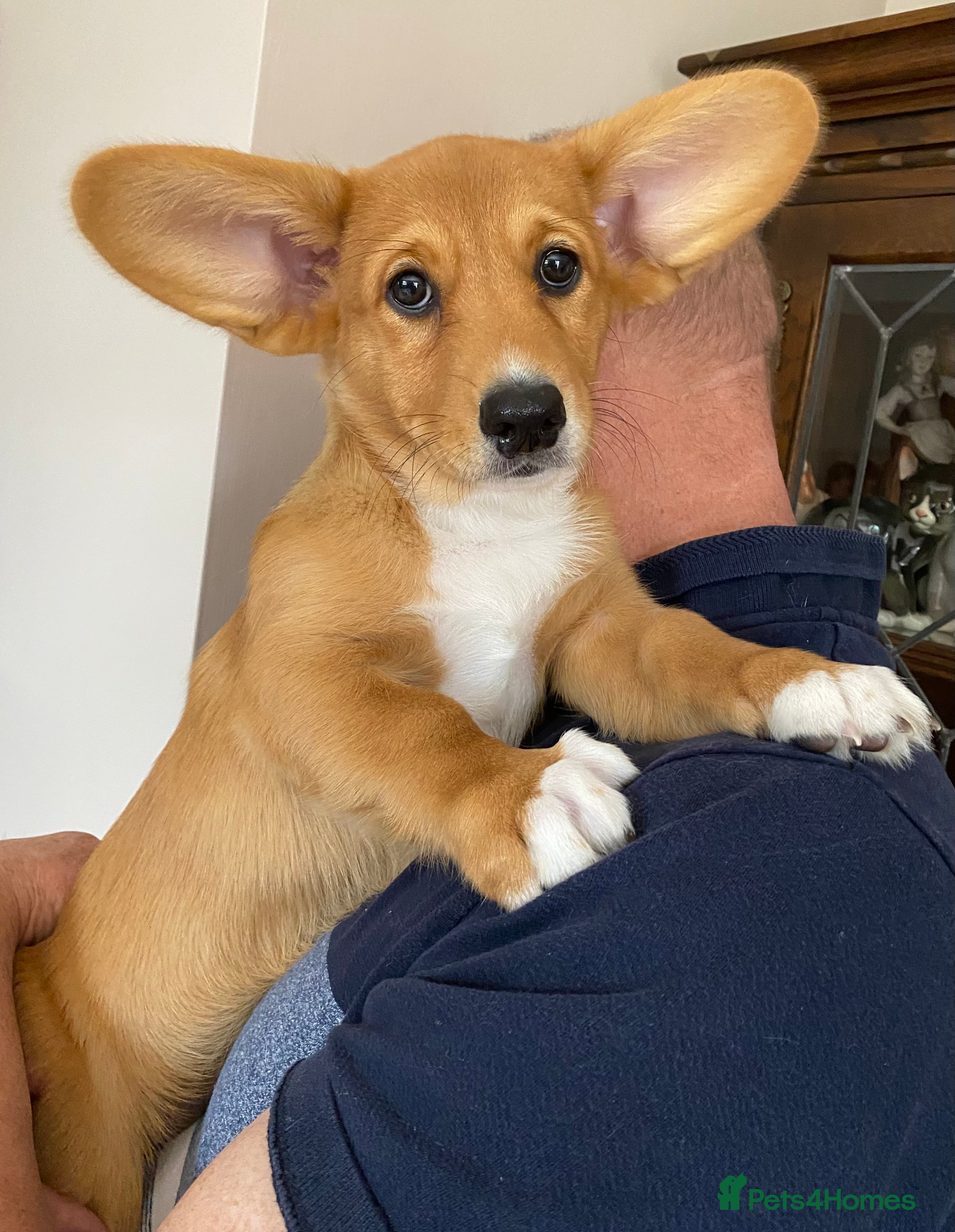 Welsh Corgi Cardigan dogs Welsh Cardigan Corgis by 5 ⭐️ Licensed Breeder - Advert 1