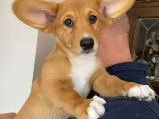 Welsh Corgi Cardigan dogs Welsh Cardigan Corgis by 5 ⭐️ Licensed Breeder - Advert 2