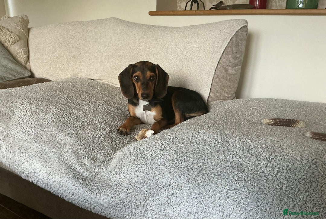 Mixed Breed dogs for adoption: Toyah Sweet gentle small girl - Image 6