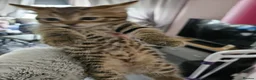 Bengal cats for sale: Girl kittens - Advert 5