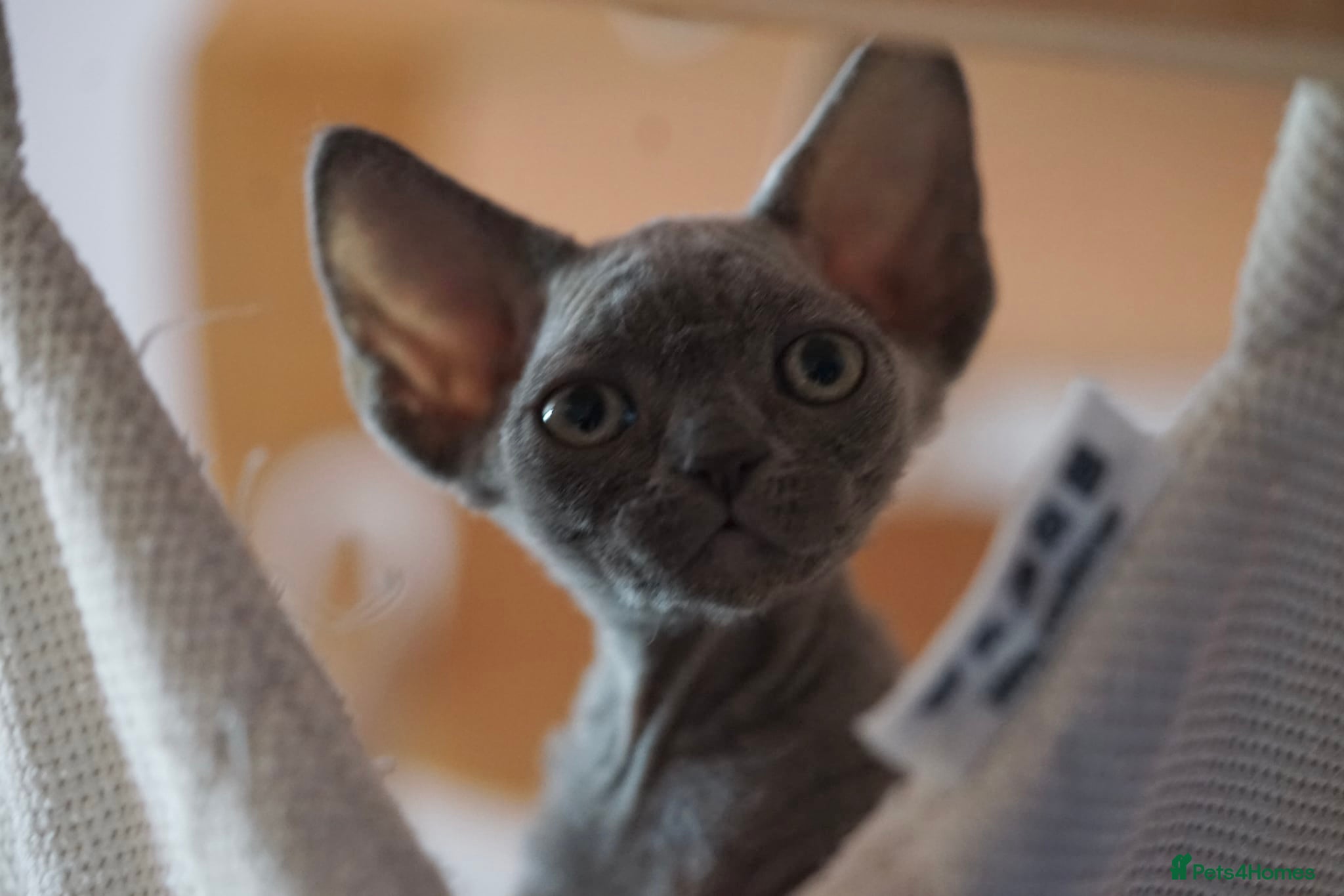 Devon Rex cats ❤️ Pure Line Devon Rex Kittens Available ❤️ - Advert 17