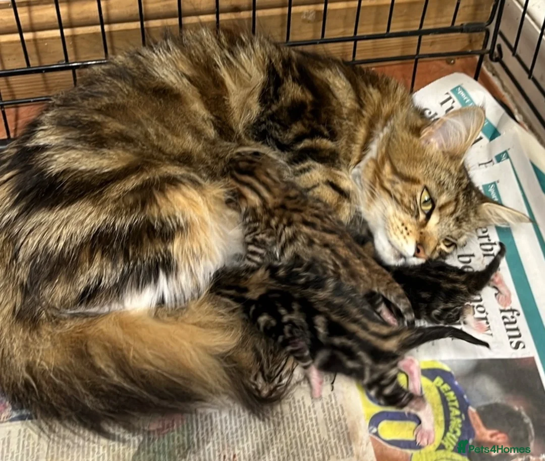 Maine Coon cats for sale: Maine Coon cross kittens for sale in Whitchurch - Advert 16