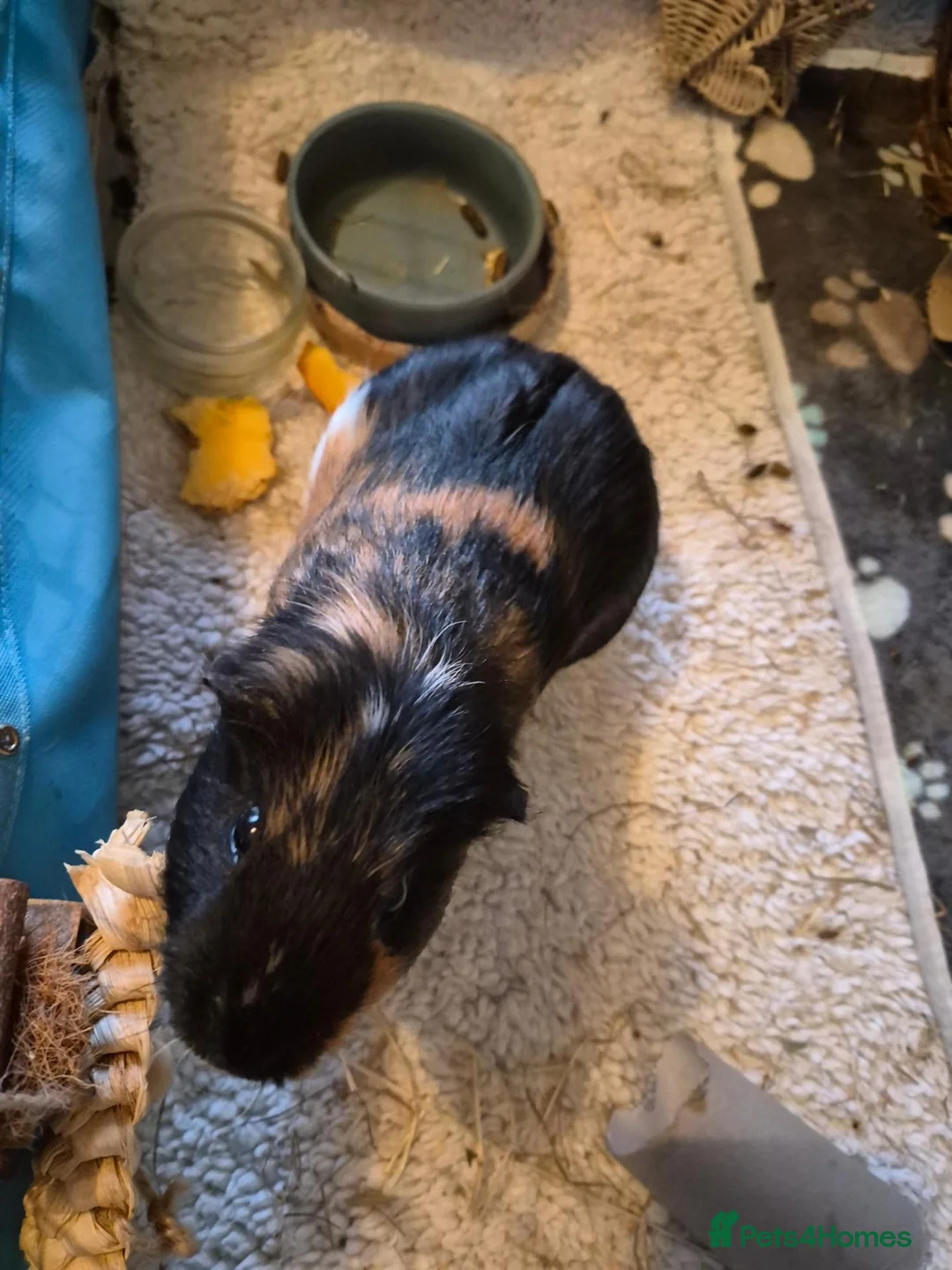 Guinea Pig rodents for sale: Two male guinea pigs in London - Advert 2