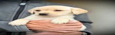 Labrador Retriever Puppy 3
