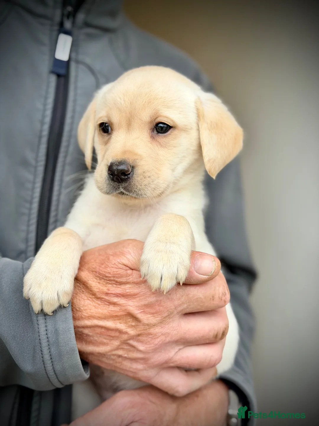 Labrador Retriever dogs for sale: KC REGISTERED LABRADOR PUPPIES - Advert 9