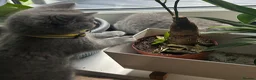 British Shorthair cats for sale: 2 Cute British Shorthair Kittens for sale in London - Advert 5
