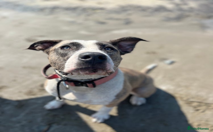 American Bulldog dogs - Advert 10