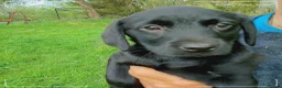 Labrador Retriever dogs for sale: Labrador puppies  in Keith - Advert 3