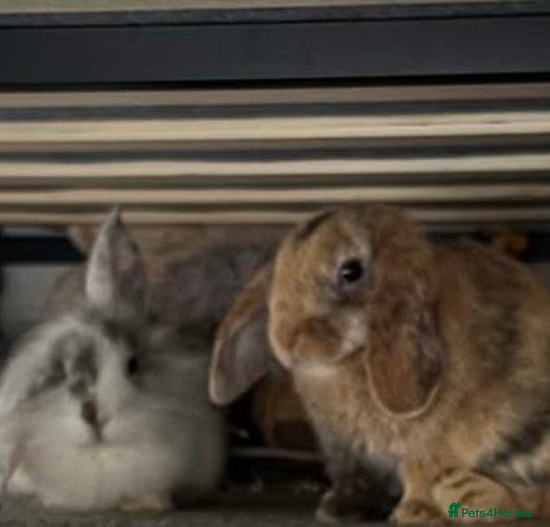 Mini Lion Lop rabbits for sale: 2 female lion x lops mix bunnies with hutch - Advert 2
