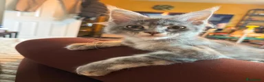 Maine Coon Kitten 1
