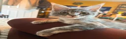 Maine Coon cats for sale: Stunning TICA registered Maine coon female kitten - Advert 2