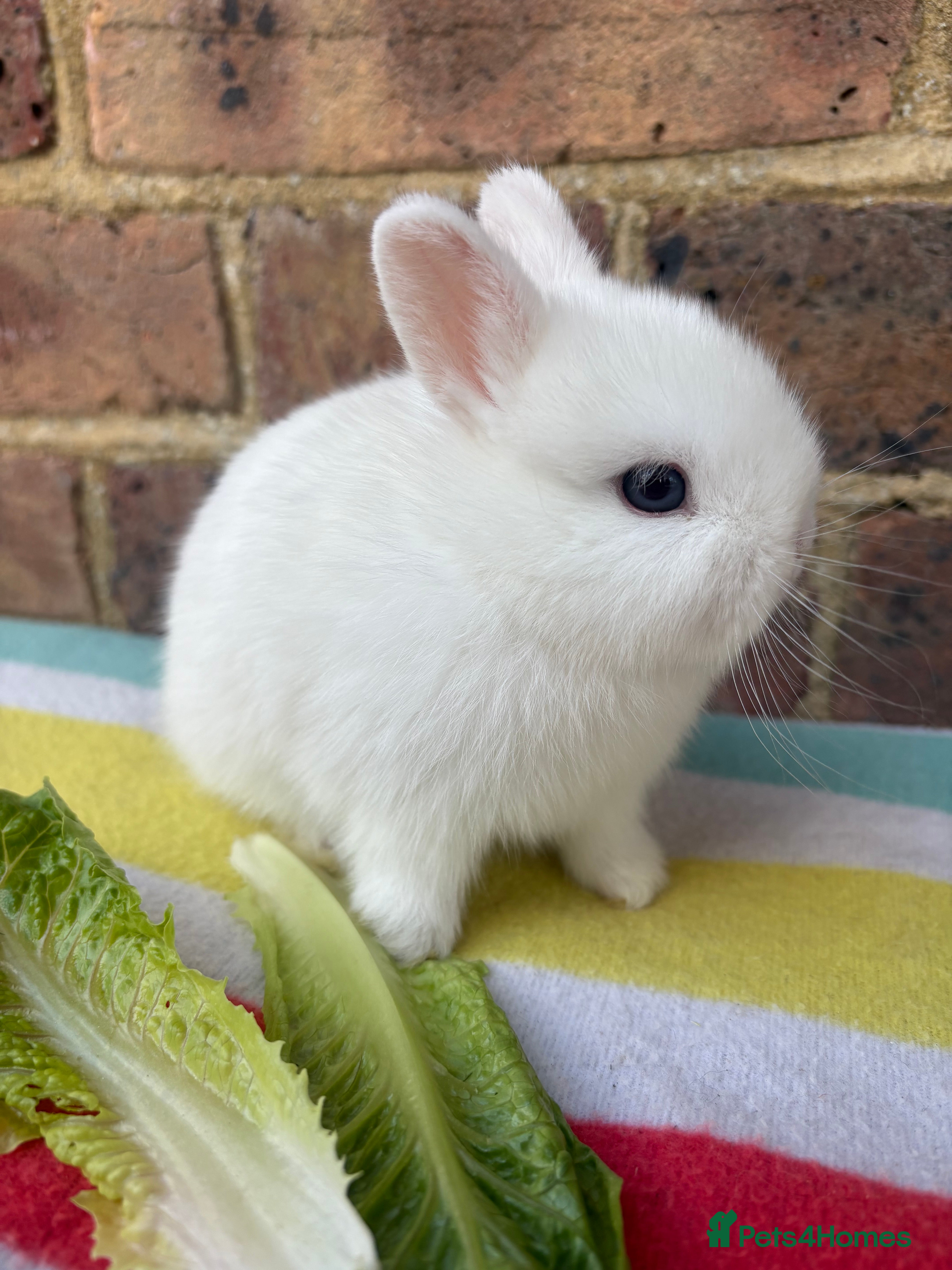 Netherland Dwarf rabbits   Netherland Dwarf bunnies  - Advert 1