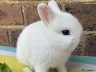 Netherland Dwarf rabbits Netherland Dwarf bunnies - Advert 1