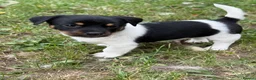 Mixed Breed dogs for sale: Beautiful Jack Russell x puppies - Advert 4