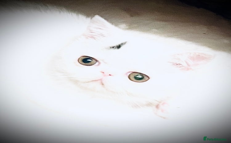 Exotic cats - Advert 8
