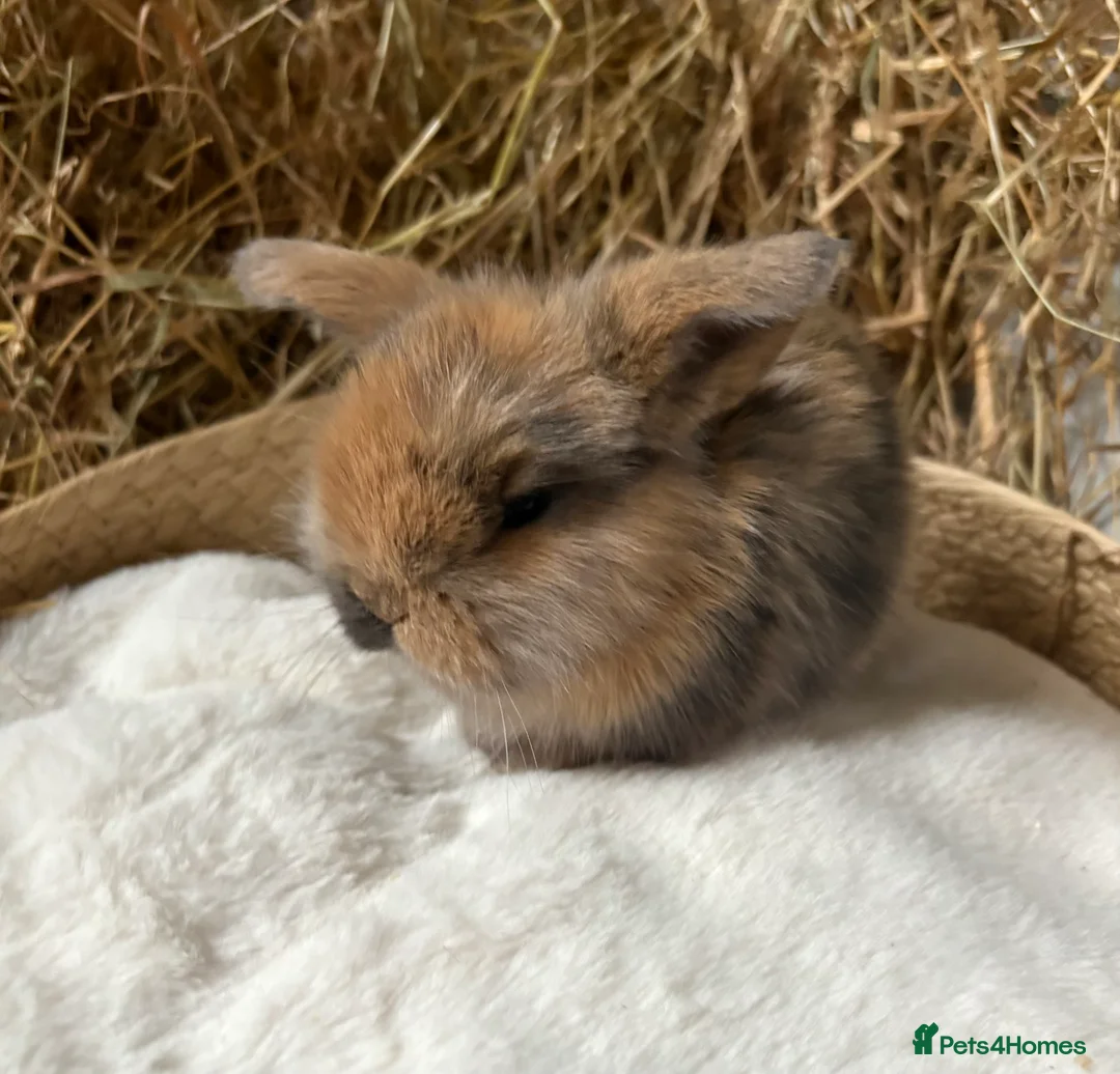 Mini Lop rabbits for sale: Mini lops for sale in Bridgwater - Advert 3
