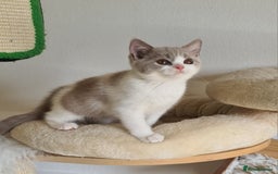 British Shorthair cats for sale: GCCF Lilac,Blue,Bicolor quality BSH kittens  - Image 12