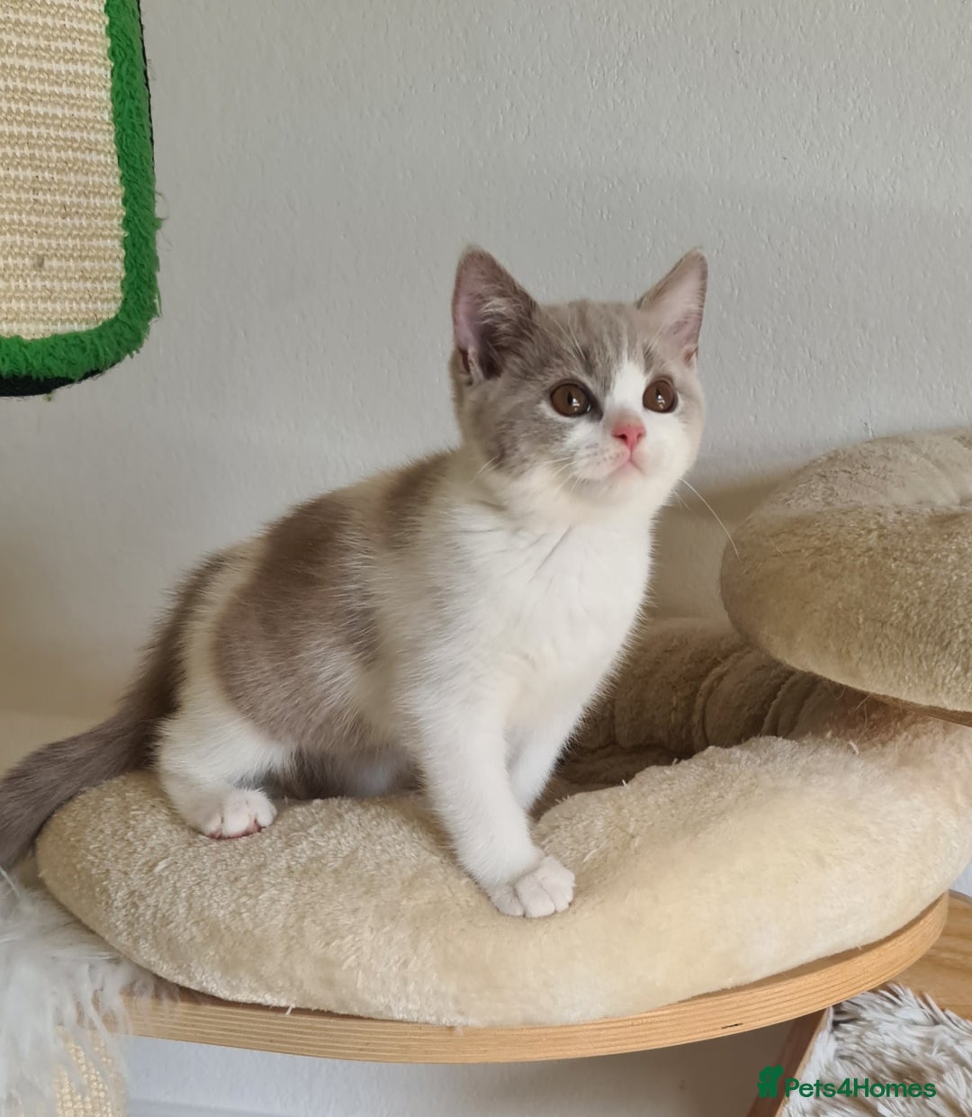British Shorthair cats for sale: GCCF Lilac,Blue,Bicolor quality BSH kittens  - Image 12