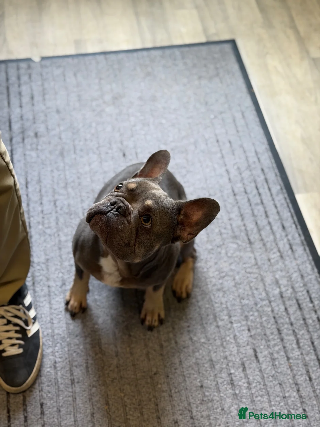 French Bulldog dogs for sale: 2 year old male  - Advert 8