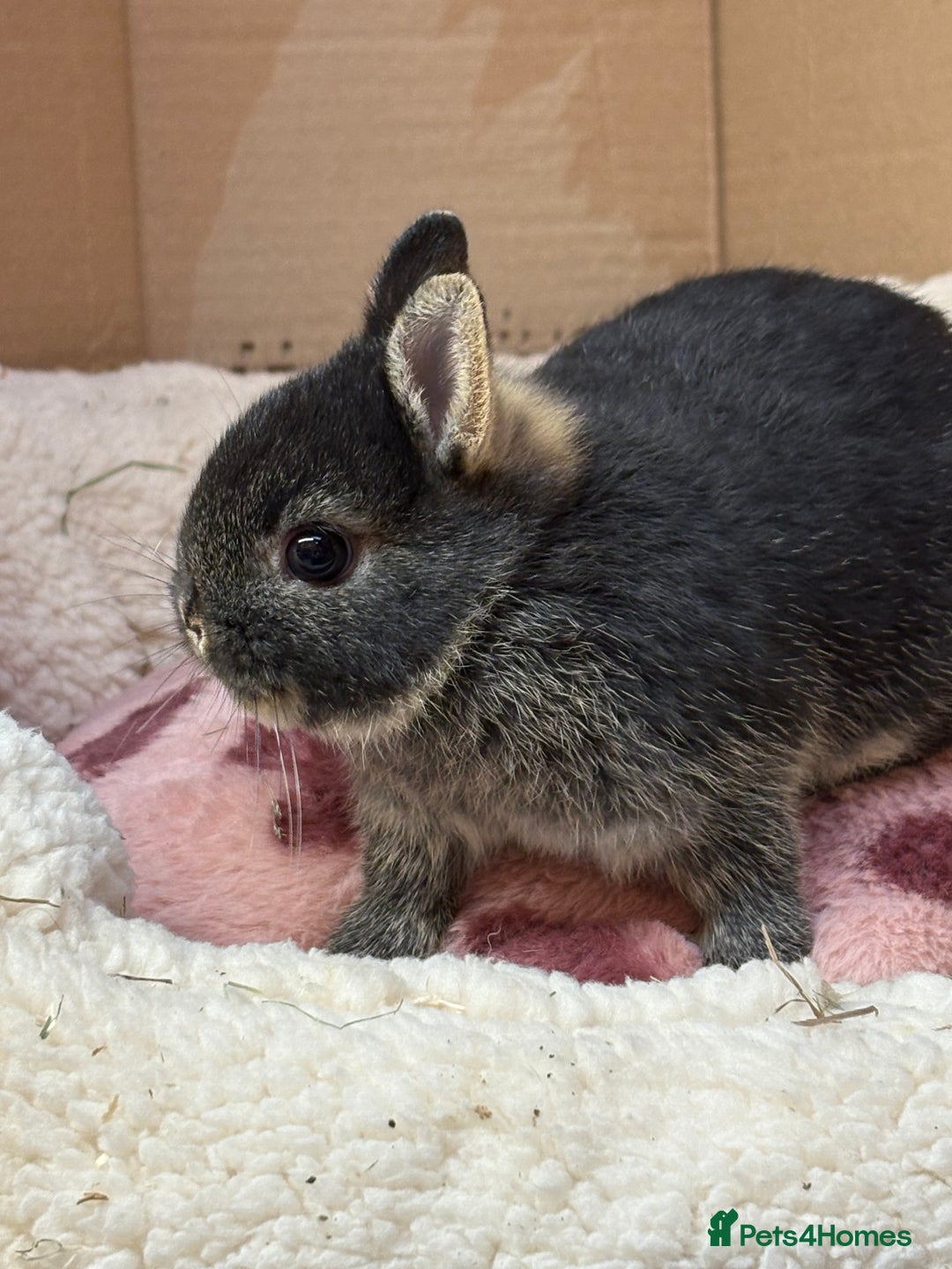 Netherland Dwarf rabbits for sale: Pure breed netherland dwarf (vaccinated)  - Advert 12