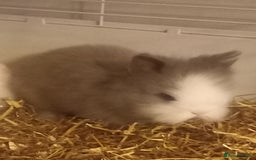 Lionhead rabbits for sale: 4 adorable baby bunnies for sale - Image 2