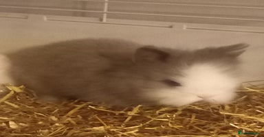 Lionhead rabbits - Advert 7