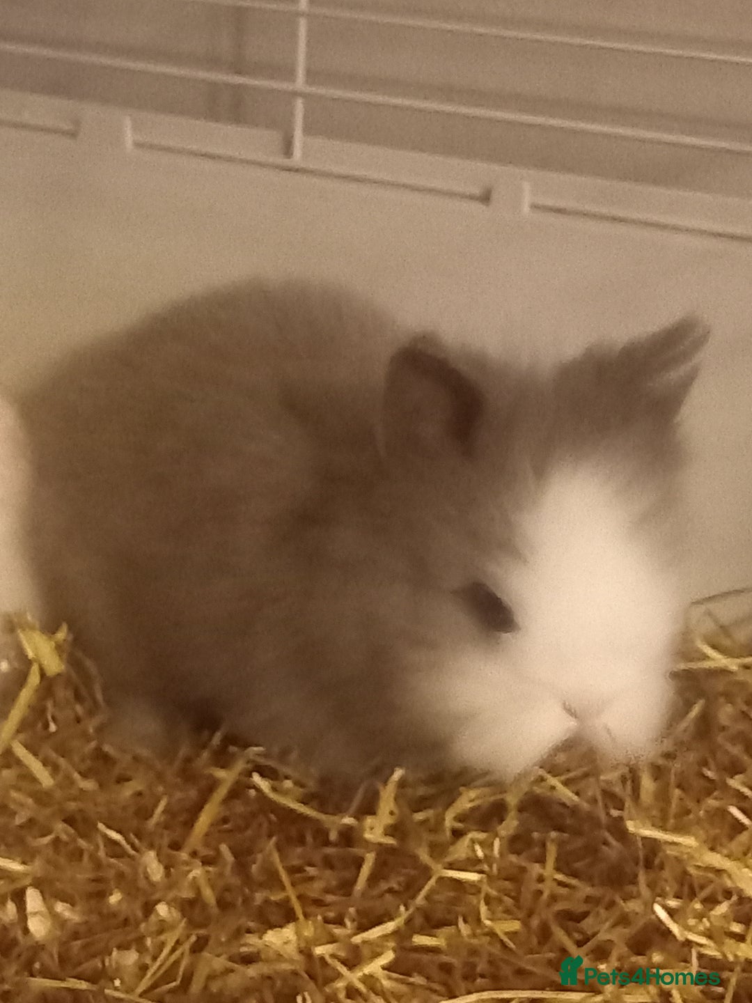 Lionhead rabbits for sale: 4 adorable baby bunnies for sale - Image 2