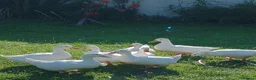 Ducks poultry for sale: Runner duck and Runner x Campbell hatching eggs. in Frinton-on-Sea - Advert 4