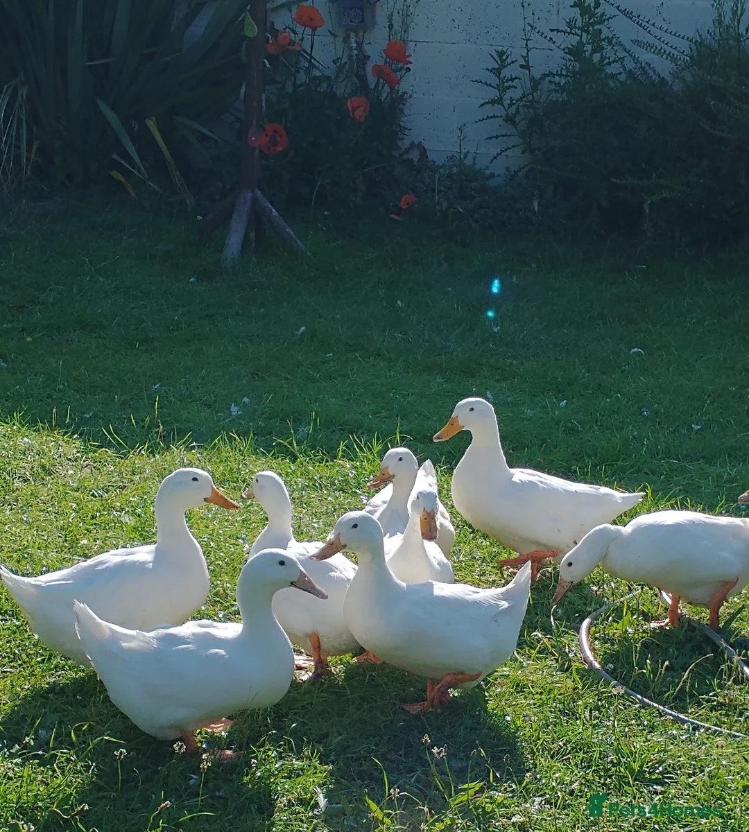 Ducks poultry for sale: Runner duck and Runner x Campbell hatching eggs. in Frinton-on-Sea - Advert 4