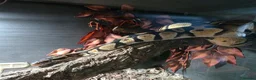 Snake reptiles for sale: Royal Pythons, Boa, Olive python Hoggies, Tortoise in Andover - Advert 21